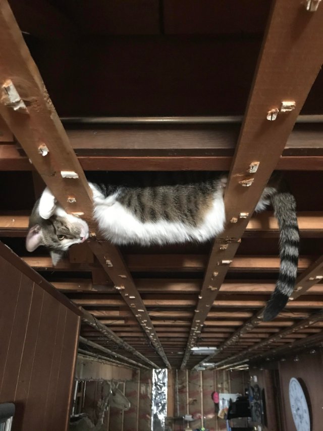 A Gallery of Cats Watching You from the Ceiling