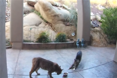 Cat Defends Food Dish from Bobcat