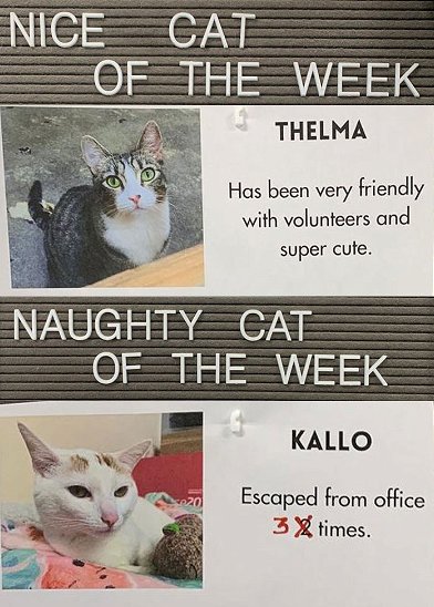Get to Know the Naughty and Nice Kitties of the Week
