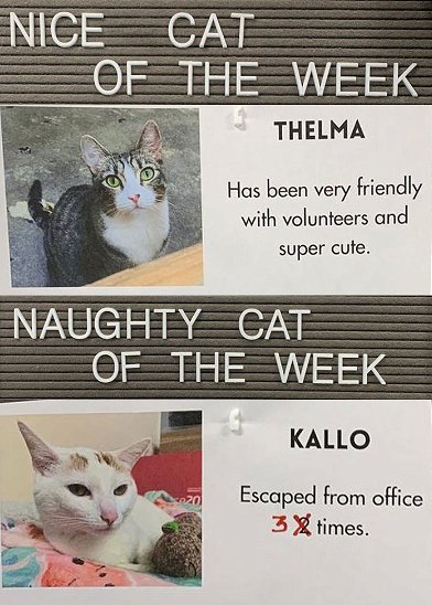 Get to Know the Naughty and Nice Kitties of the Week Get to Know the Naughty and Nice Kitties of the Week