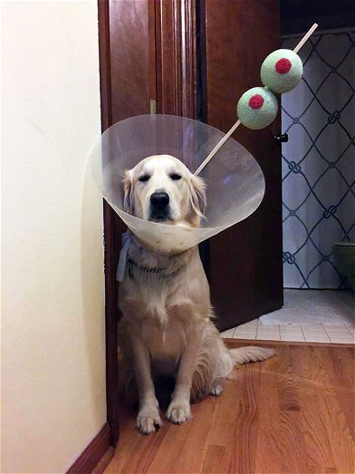 Dog with martini cone hotsell