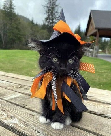 Cute kitten halloween clearance costumes