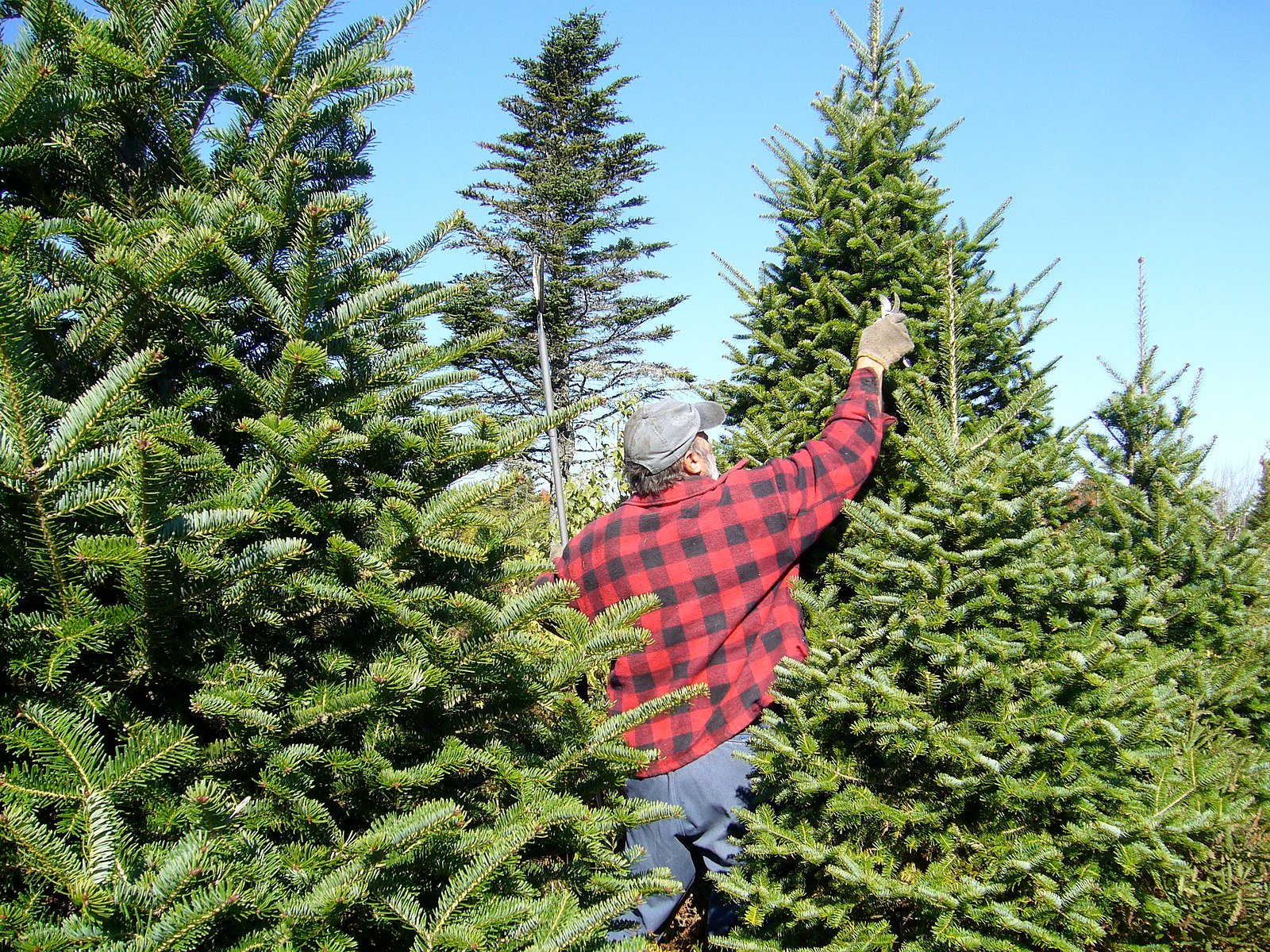 The Environmental Costs and Benefits of Real Christmas Trees | Flipboard