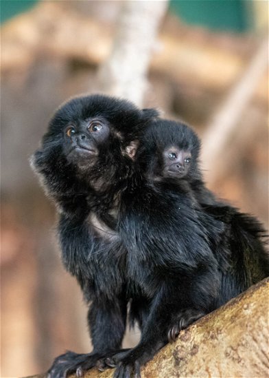Animal Professionals Hand-Raising Tiny Goeldi's Monkey - The Houston Zoo
