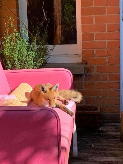 This Wild Baby Fox Decided to Live in Woman's Yard